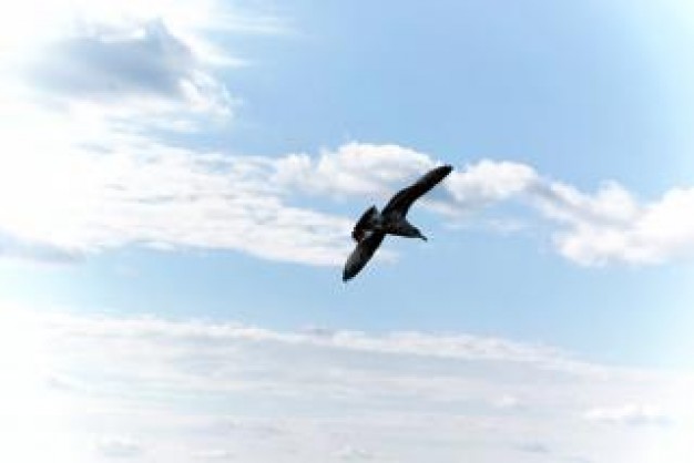 Gull seagull Bird in flight about Jonathan Livingston Seagull Inverclyde